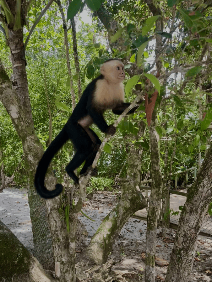 ma colobus1
