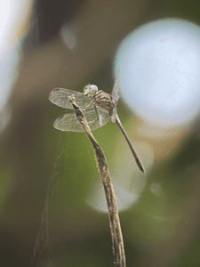 ma dragonfly