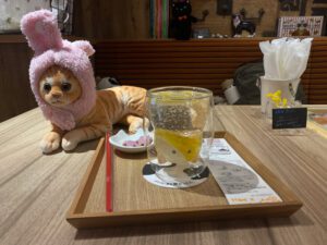 catcafe3