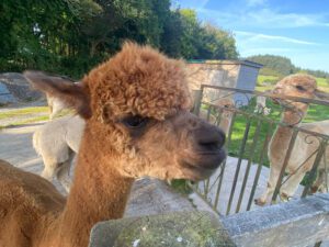 alpaca closeup