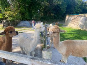 alpacas2