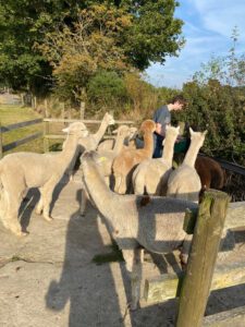 alpacas4