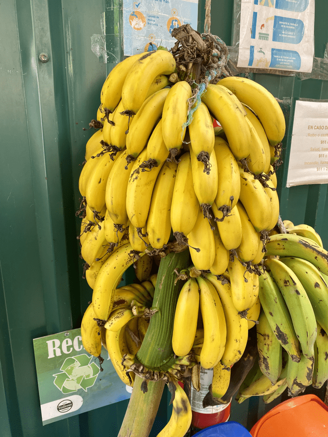 banana bunch