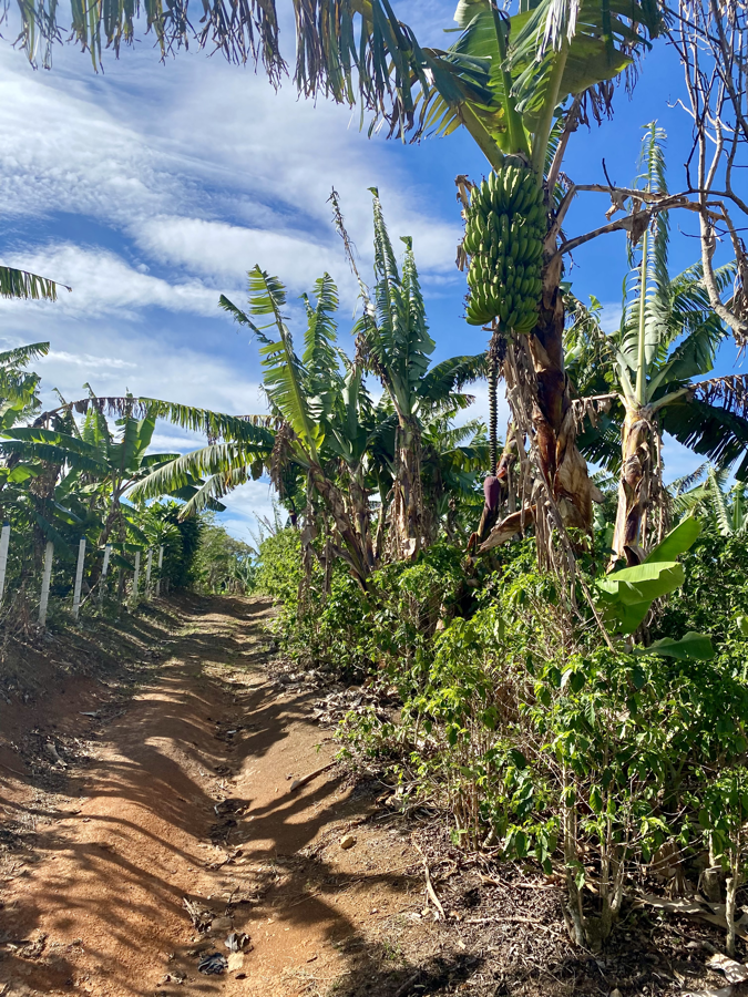 trail through bananas