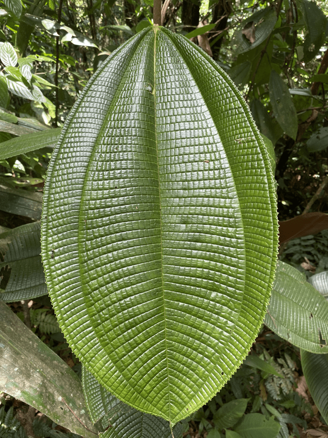 cr3 leaf pattern