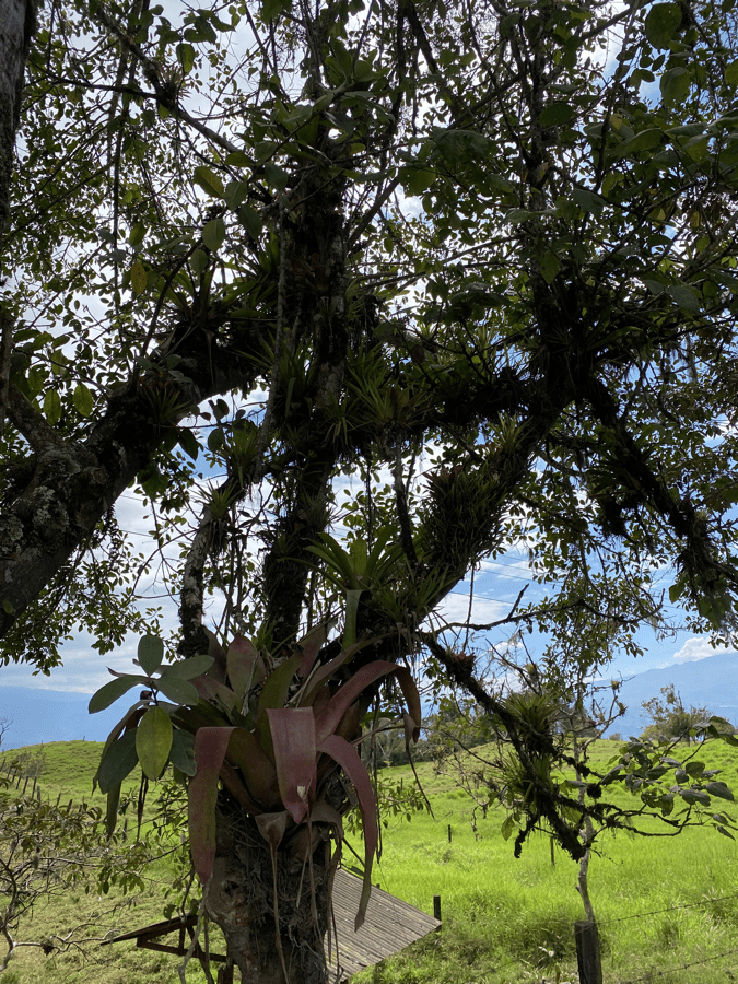 cr4 epiphytes in tree