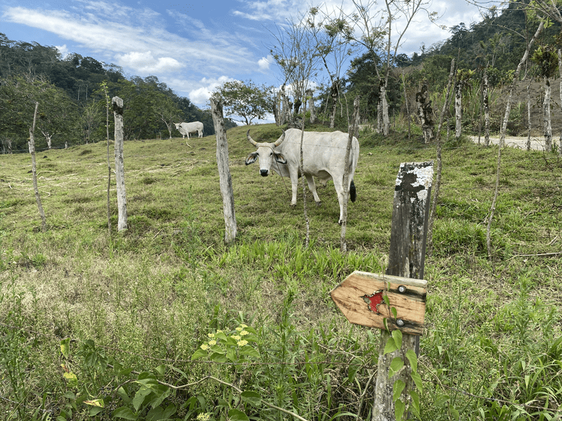 cr5 cow and camino direction