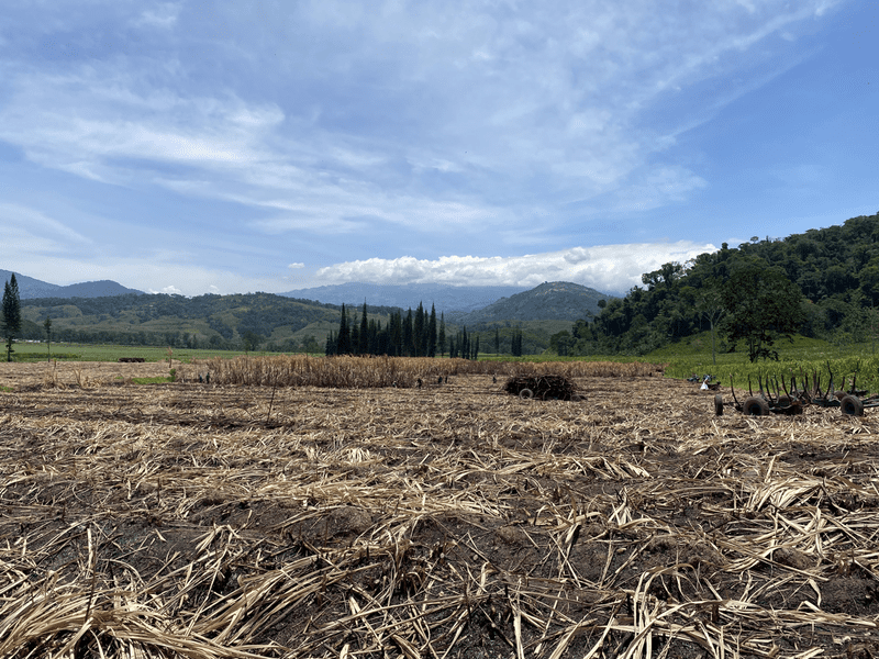 cr5 sugar cane field
