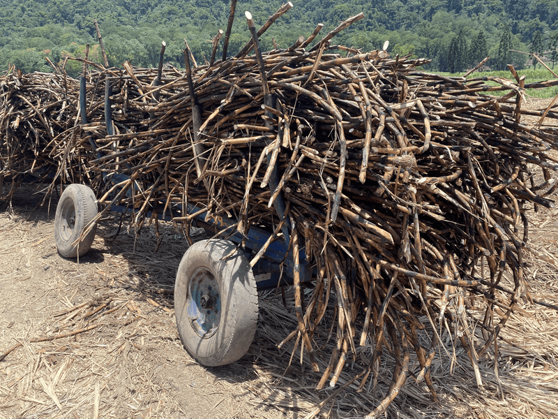 cr5 sugar cane loaded