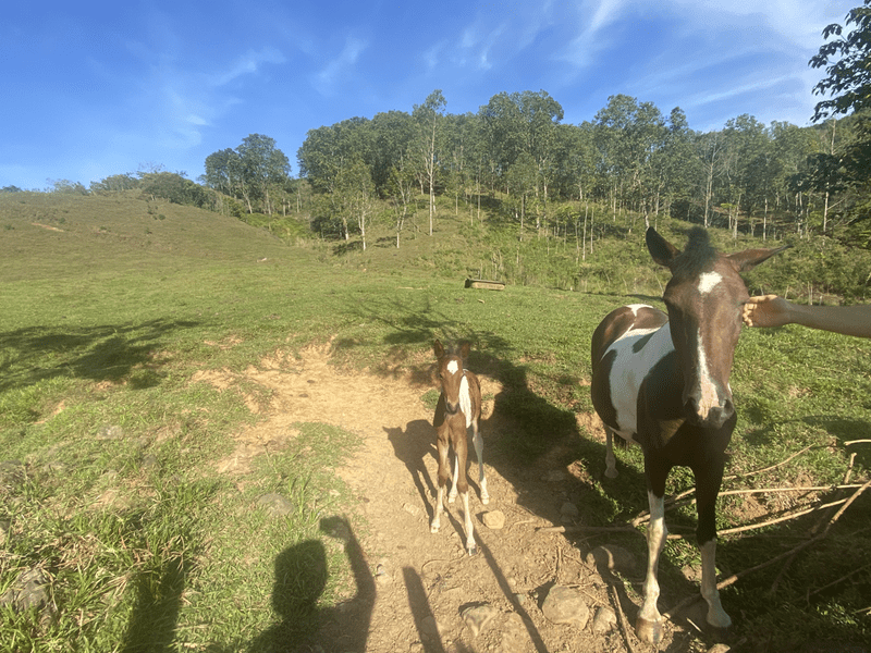 cr6 horse and new foal