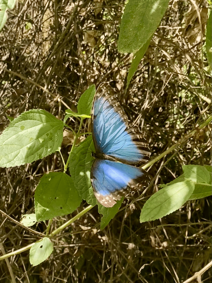 cr7 blue morpho butterfly