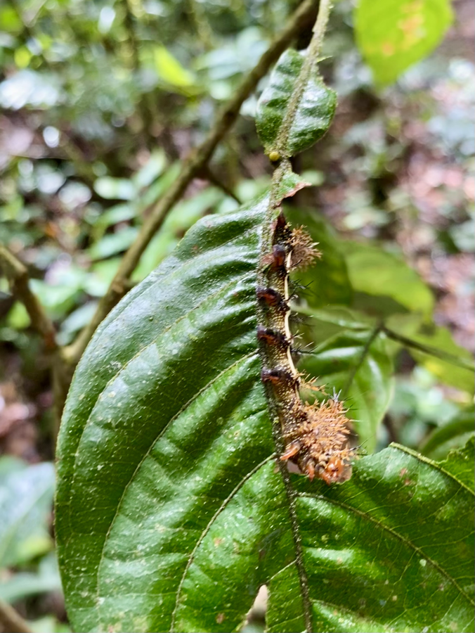 cr8 catepillar and leaf