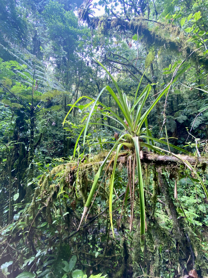 cr8 epiphyte