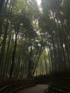 kyoto bamboo