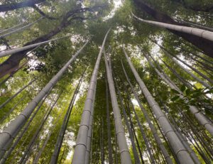 kyoto bamboo3