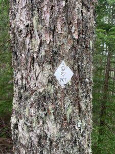 pct s 11 tree blaze