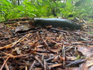 pct s 13 banana slug