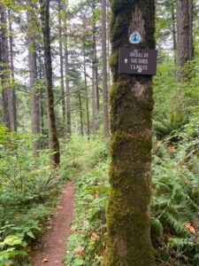 pct s 14 trail tree