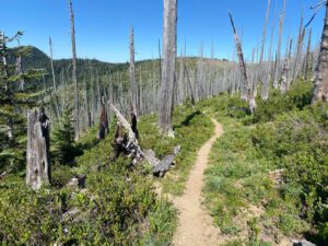pct s 2 dead trees