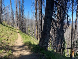 pct s 3 trail dead trees