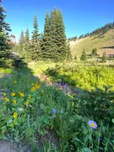 pct s 4 wildflowers