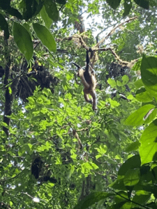 mvrde spider monkey2